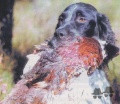 Setter Anglais SLETTER DE L'ECHO DE LA FORET